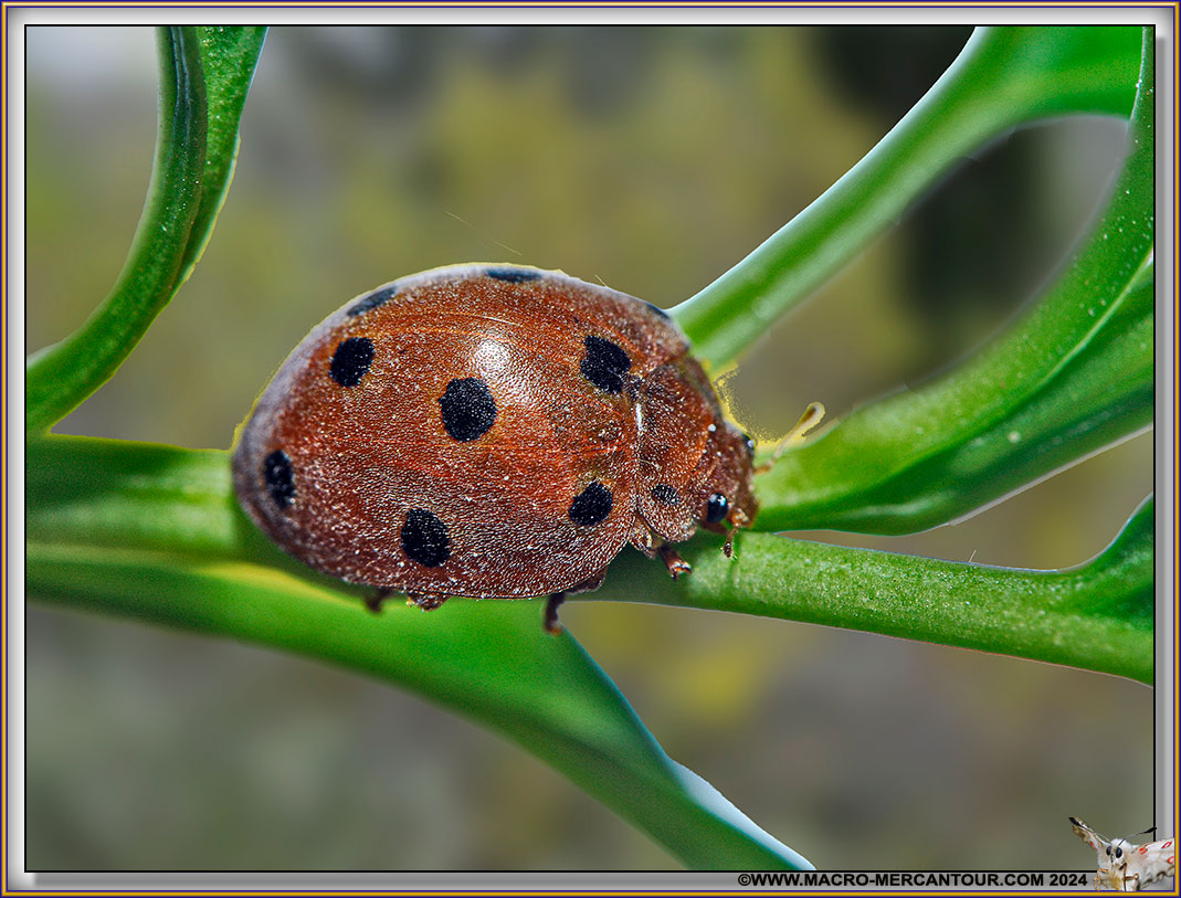 Coccinelle